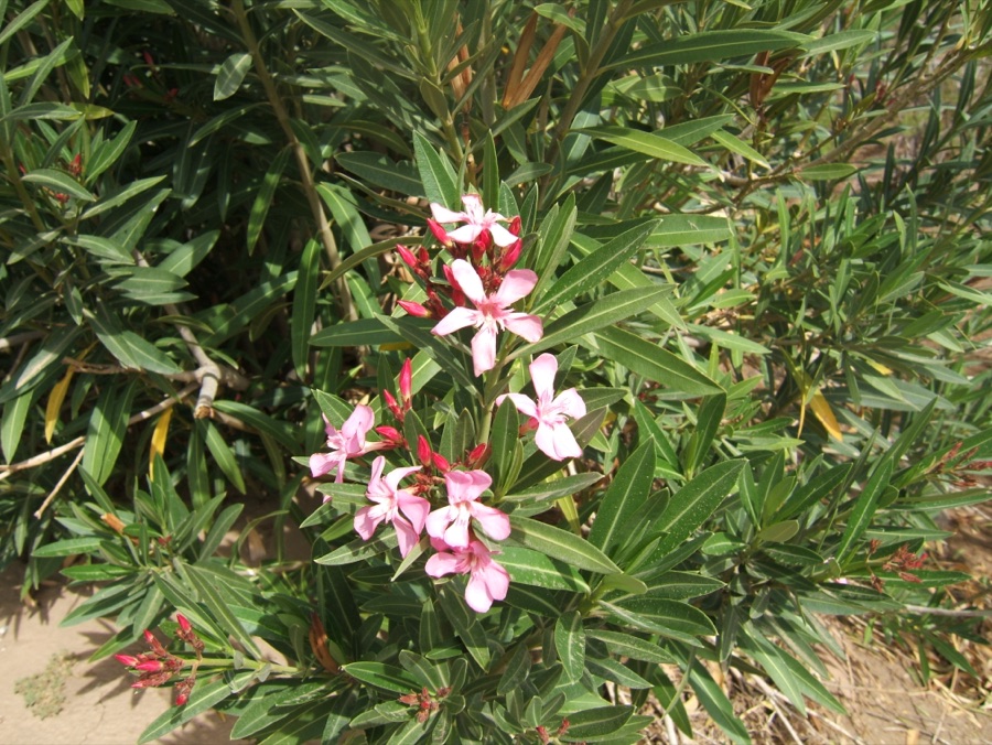 Karavira — Nerium oleander L.