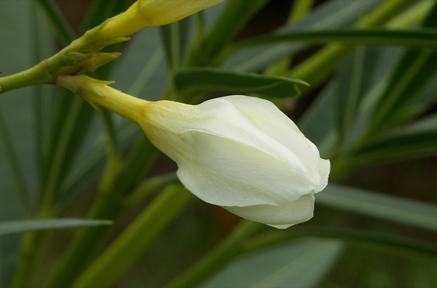 Karavira — Bud of an oleander (Nerium oleander).