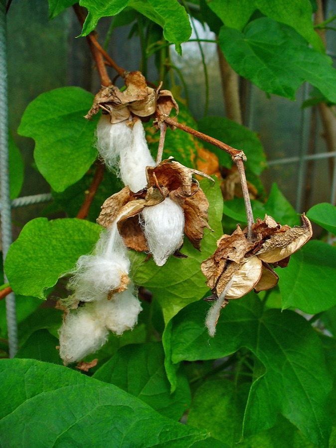 Karpasa — Gossypium herbaceum in fruit — the bolls, at the Botanical Garden KIT, Karlsruhe. Levant Cotton, the species Karpasa refers to. The uploader's caption described the root bark's use in homeopathy, a different system from Ayurveda; what Karpasa is in Dravyaguna is set out below.