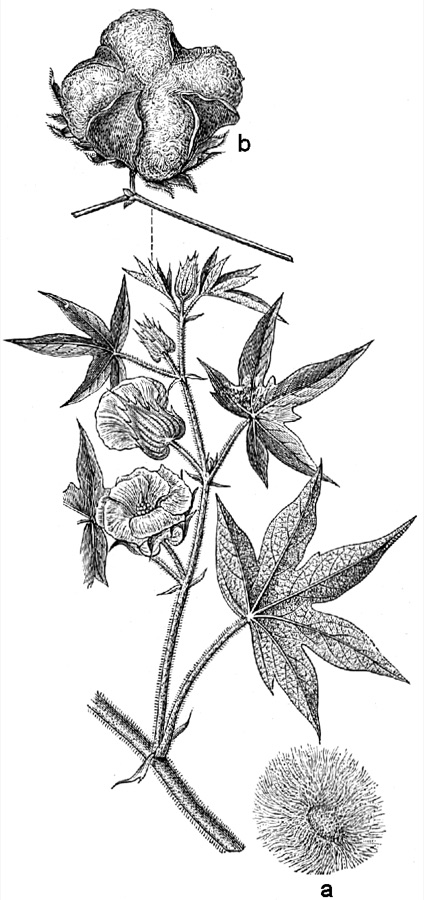 Karpasa — Gossypium herbaceum a frö, b frukt.