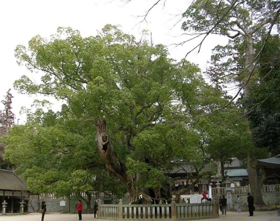 Karpura — Cinnamomum camphora (L.) J.Presl
