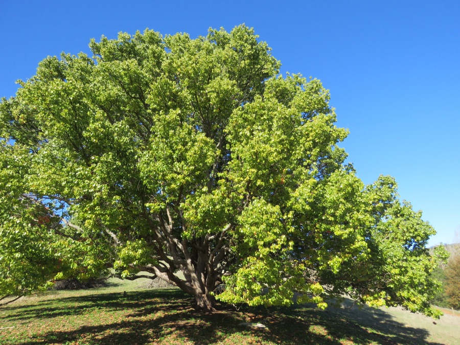 Karpura — A Cinnamomum camphora in Golden Valley Tree Park, Western Australia. The tree was planted around 1937.