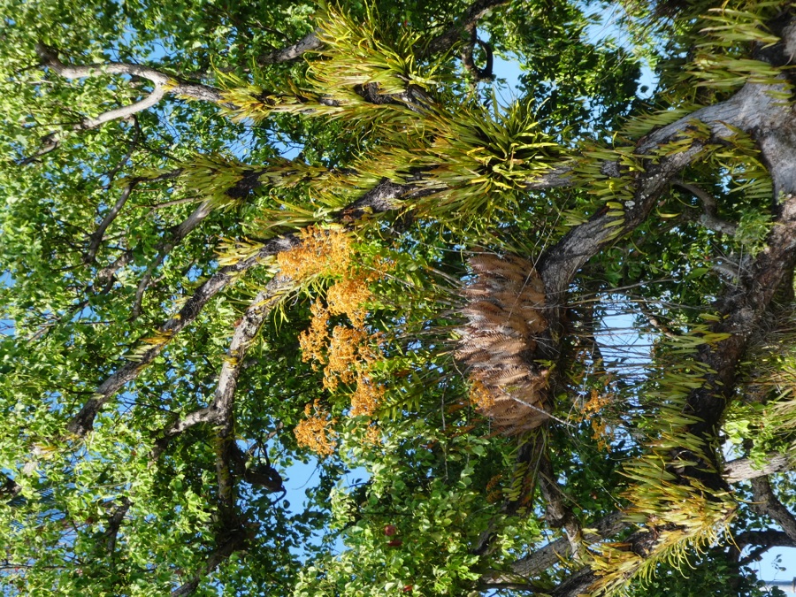 Karpura — Epiphytes on a tree on the waterfront in Cairns, Queensland - basket fern (Drynaria rigidula), golden orchid (Dendrobium discolor), pencil orchid (Dendrobium teretifolium), and ribbon fern (Pyrrosia longifolia)