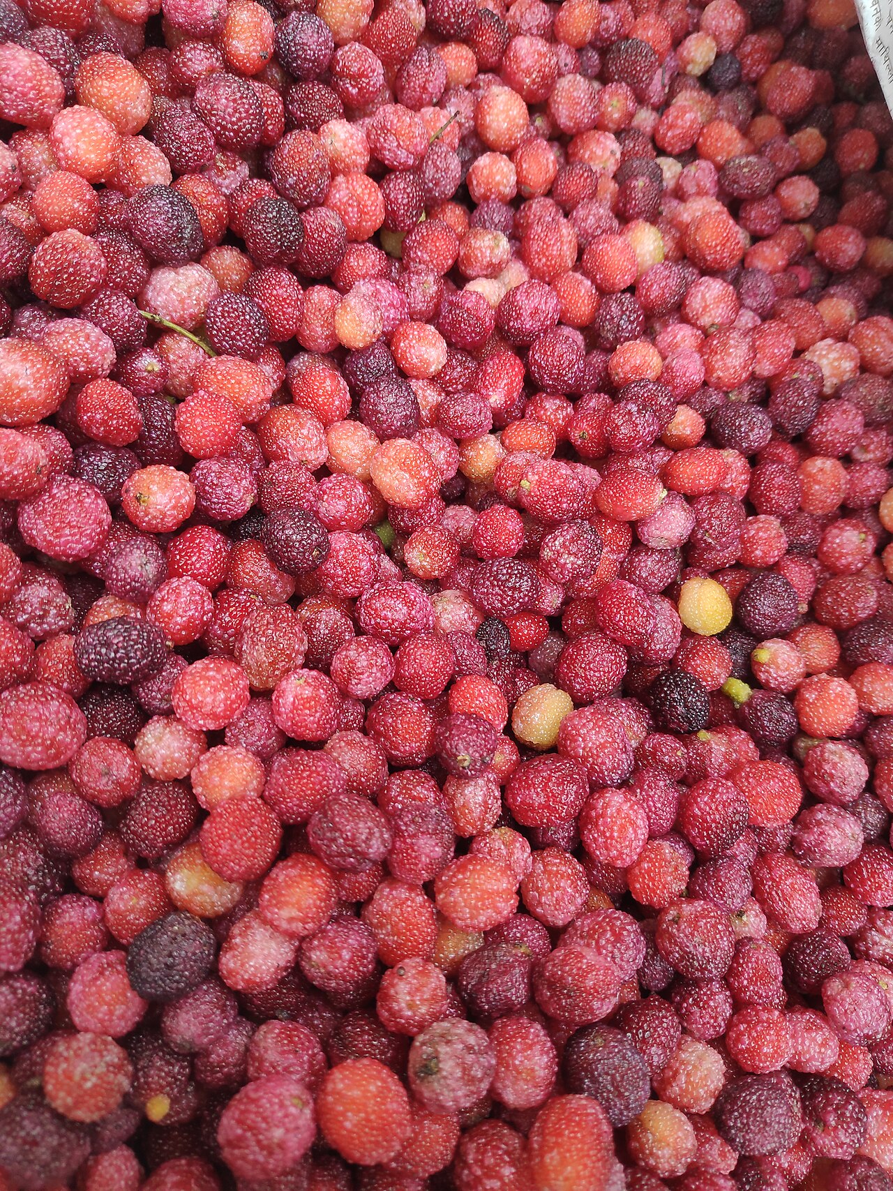 Katphala — Myrica esculenta - Kafal in Nepal.
