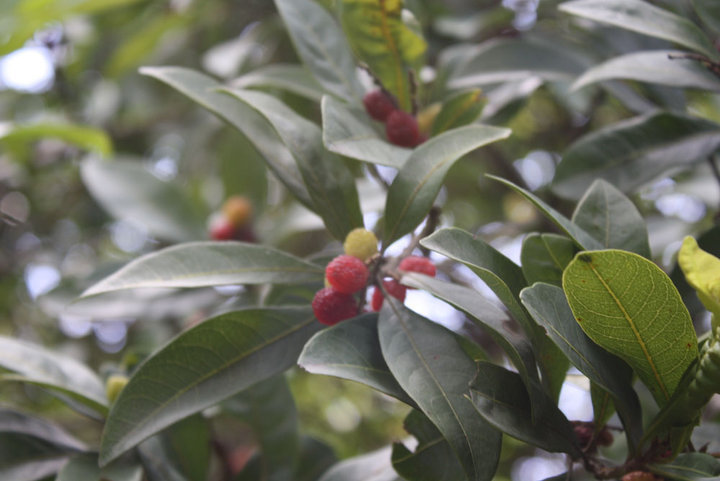 Katphala — A wild Fruit found in Hilly regions of Nepal and Uttarakhand