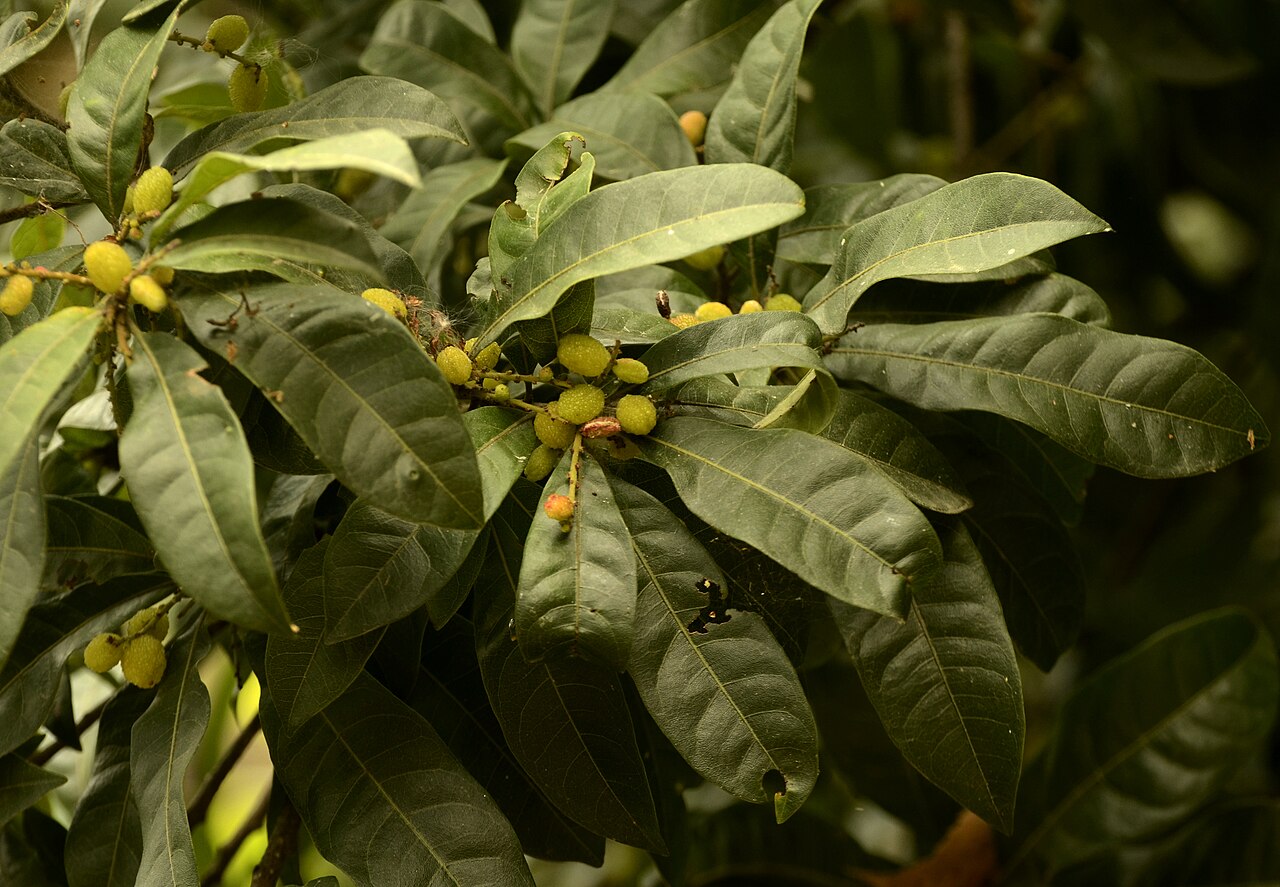 Katphala — unripe fruits of Myrica esculenta_Box myrtle tree