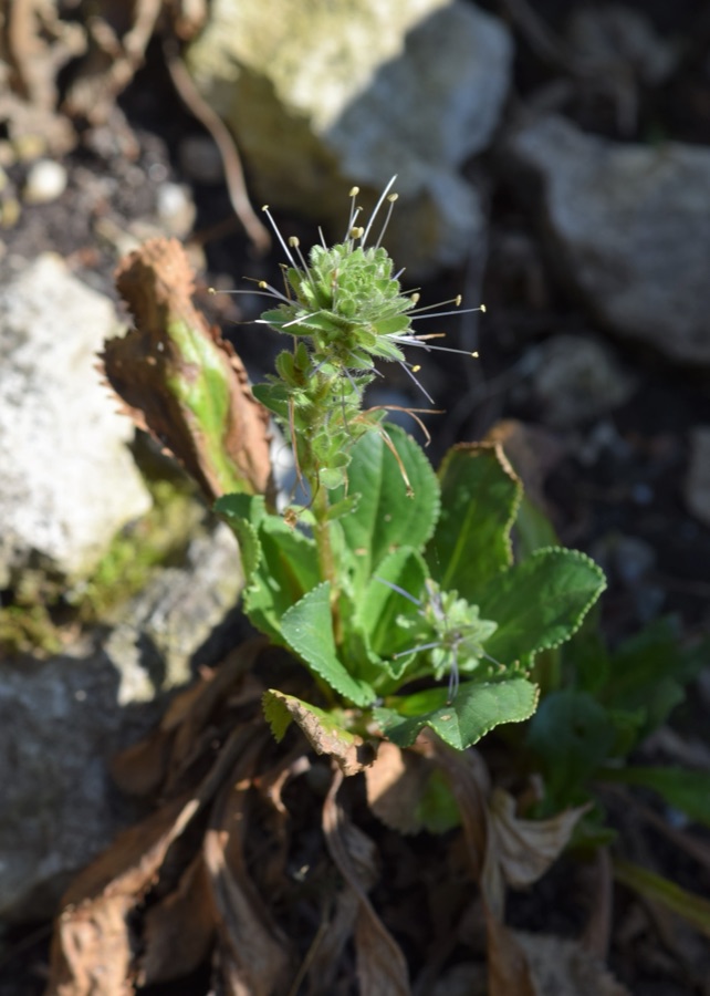 Katuki — Picrorhiza kurroa — the closely related Himalayan species traded under the same name as Katuki. This entry's accepted name is Neopicrorhiza scrophulariiflora; the two are sold together and the identity note explains why.