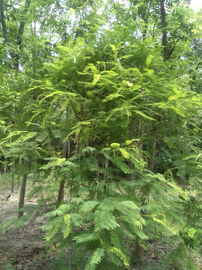Khadira — খয়ের গাছ