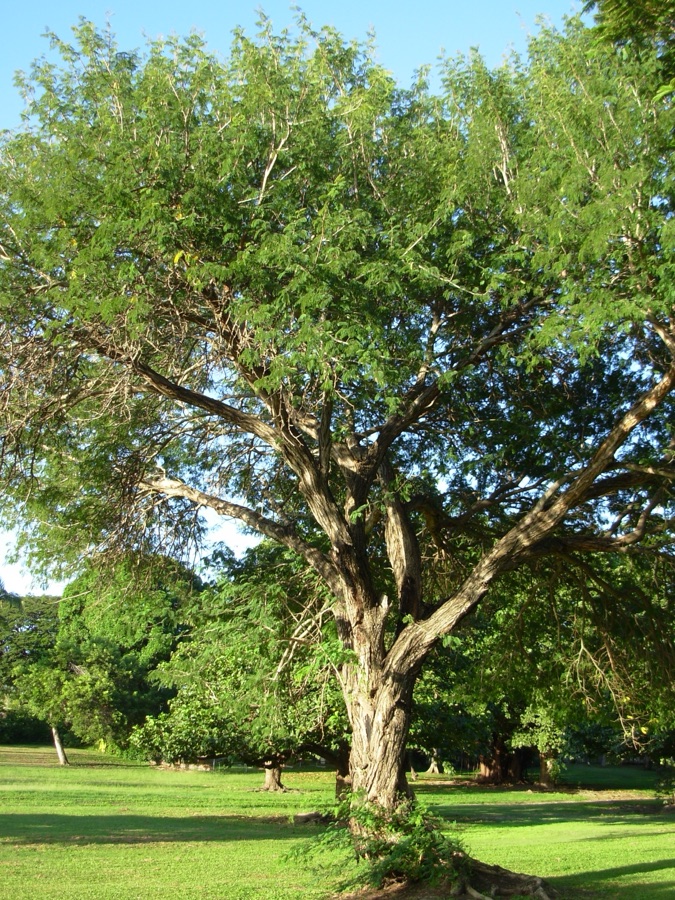 Khadira — an Acacia catechu tree in Townsville Queensland