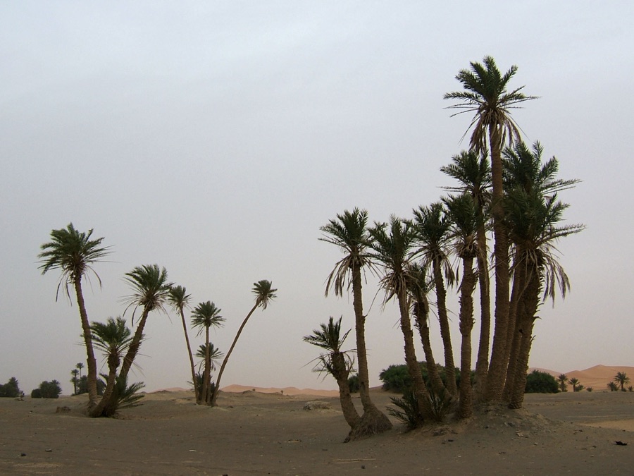 Kharjura — Phoenix dactylifera, Erg Chebbi, Merzouga, Morocco;