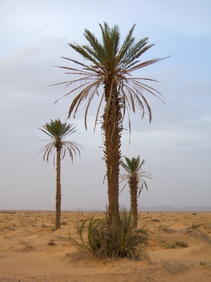 Kharjura — Phoenix dactylifera, Erg Chebbi, Merzouga, Morocco; April 2006