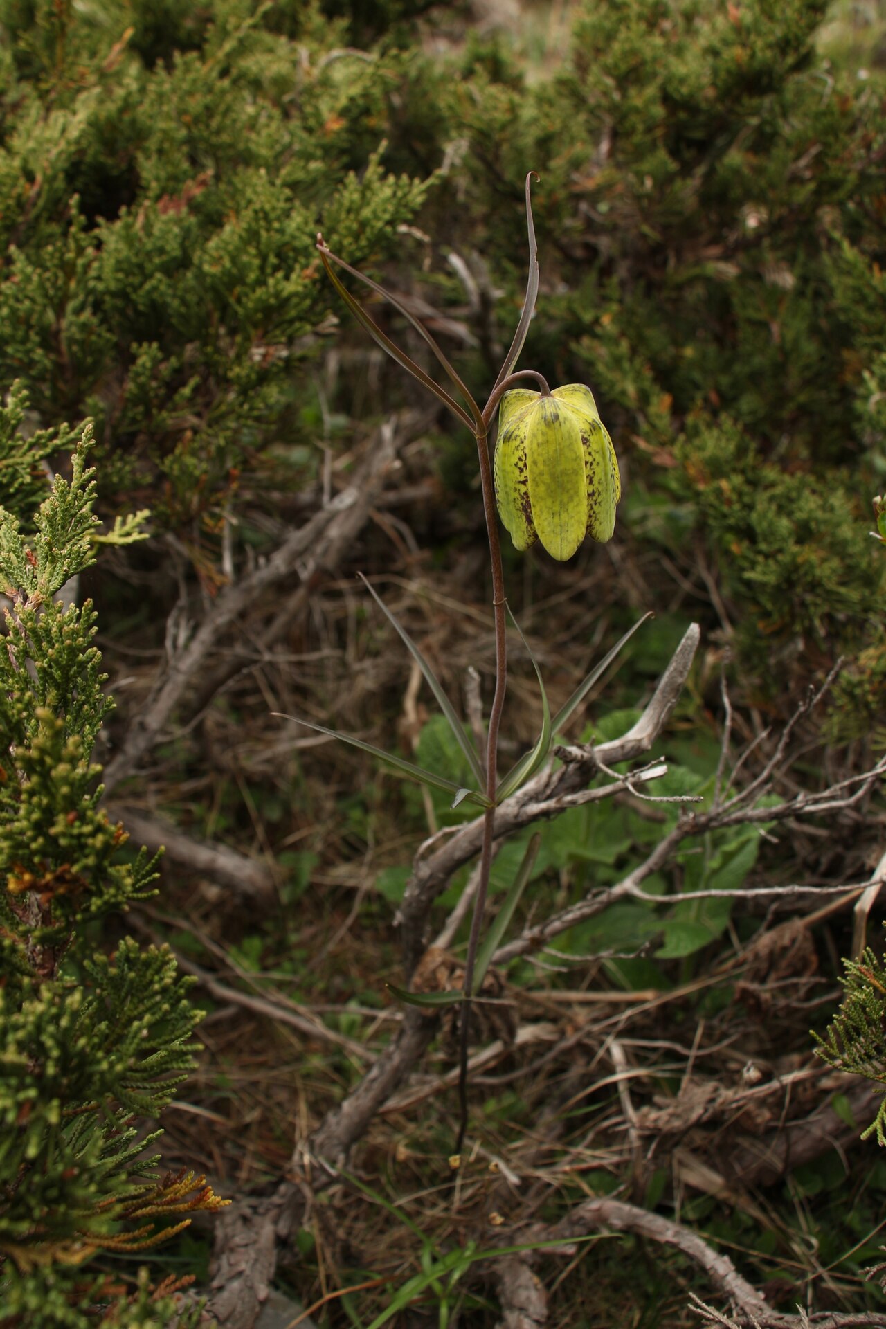Kshirakakoli — Yellow Himalayan fritillary (Fritillaria cirrhosa) in North Sikkim, Sikkim, India