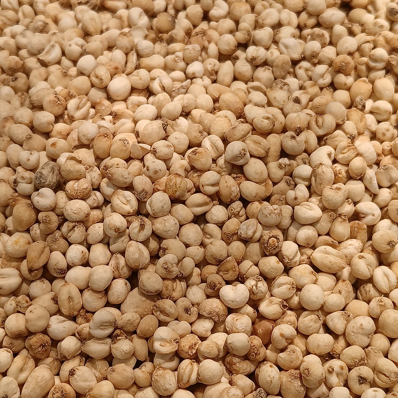 Kshirakakoli — Fritillaria cirrhosa granules
