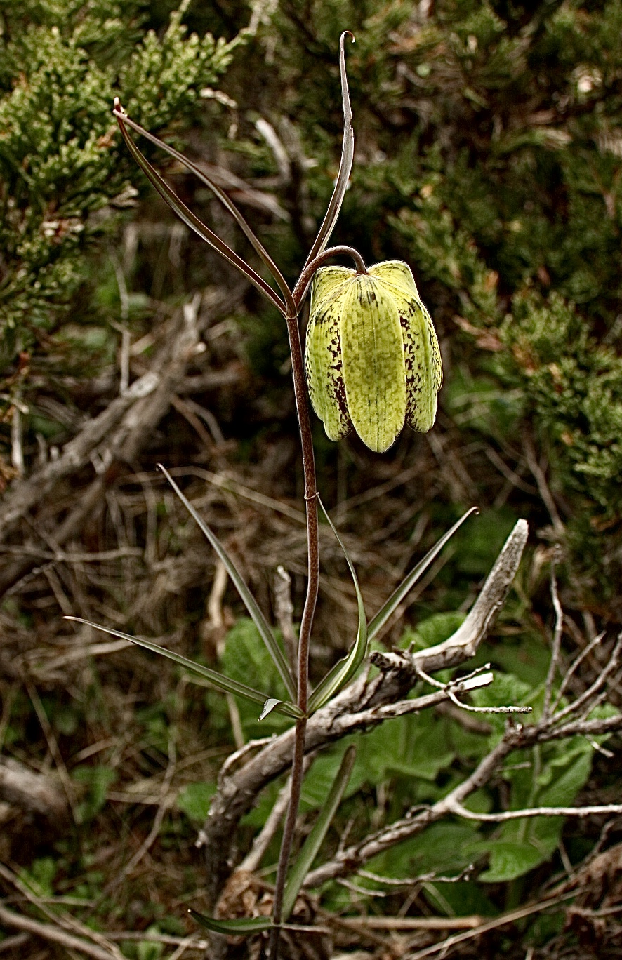 Kshirakakoli — A cropped, focus-sharpened and brightened version of an original image of a wild plant of Fritillaria cirrhosa D. Don,  created by Siddarth Machado and adapted ( to form a closeup of the inflorescence and foliage )  by user Flobbadob on 12/6/25.
The solitary plant is growing in an area of brushwood/undergrowth, featuring what appears to be a species of Erica.