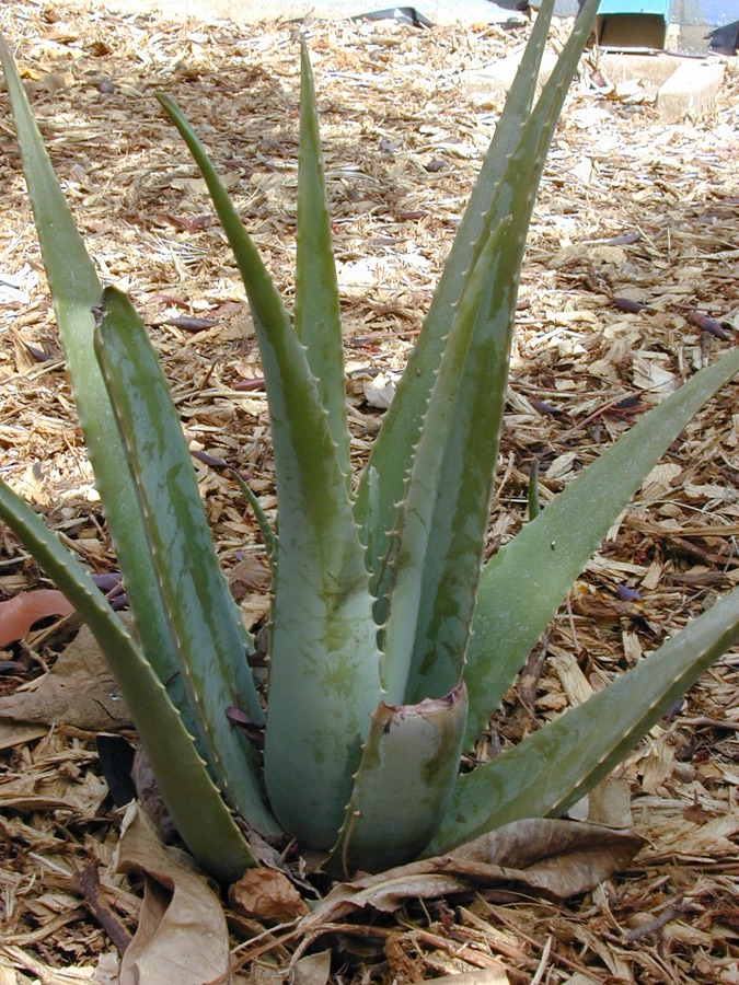 Kumari — Aloe vera (habit). Location: Maui, Kalepolepo