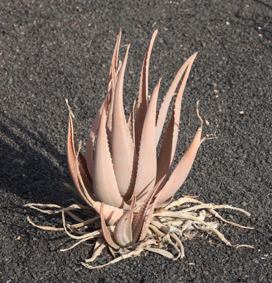 Kumari — Aloe vera, Puerto del Carmen, Tías, Lanzarote, the Canary Islands, Spain