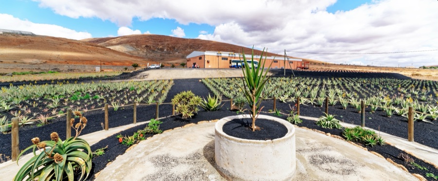 Kumari — Aloe Vera cultivation on Fuerteventura