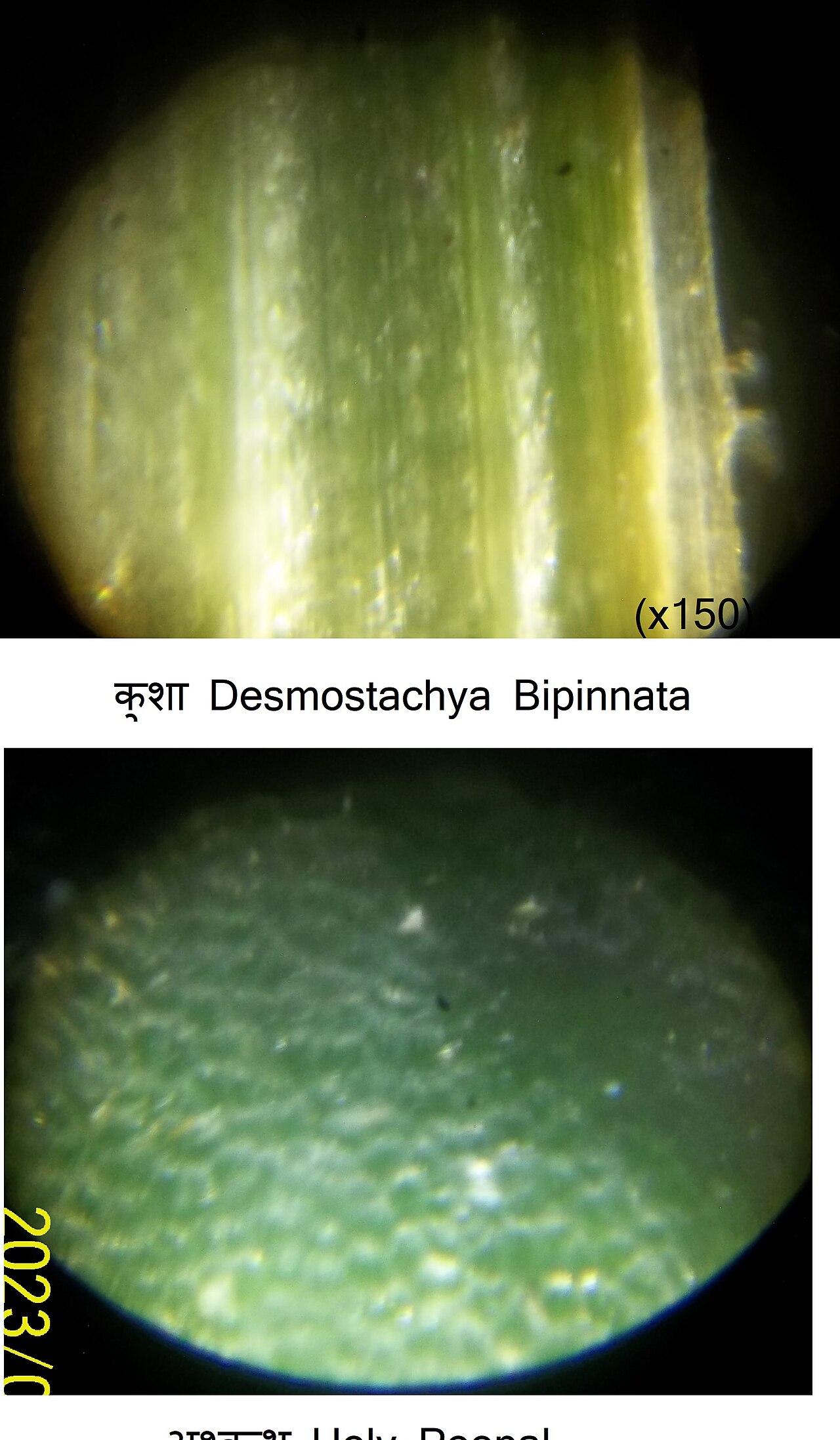 Kusha — Microscopic view of Desmostachya Bipinnata and Holy Peepal  at x150 magnification. In puranic literature, Kusha is symbolic of follicle. When the divine boar trembles, his follicles become darbha or Kusha - अग्निजिह्वो दर्भरोमा ब्रह्मशीर्षो महातपाः ।(Harivamsha purana 3.34.34 https://sa.wikisource.org/s/hu1 ). On the other hand,  Kusha island has been stated to be situated in meat - कुशद्वीपः स्थि