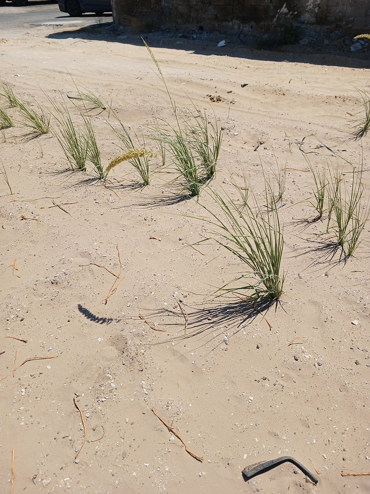 Kusha — Halfa grass (Desmostachya bipinnata) in Israel