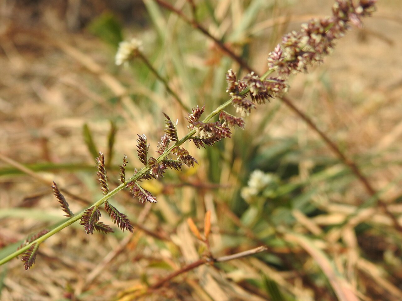 Kusha — Inflorescence of Desmostachya bipinnata (L.) Stapf.