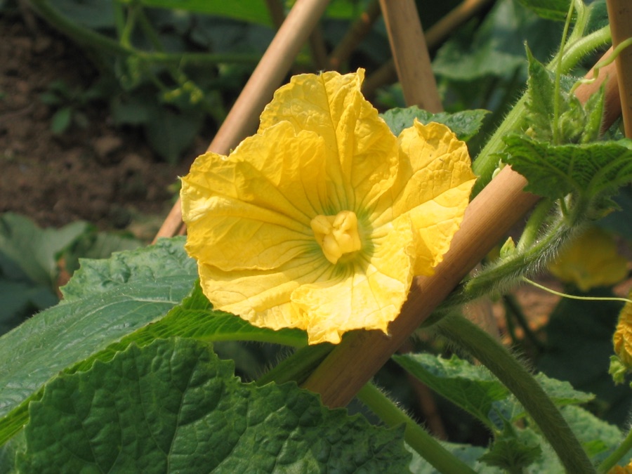 Kushmanda — 節瓜 Benincasa hipida v chieh-qua [香港嘉道理農場 Kadoorie Farm, Hong Kong]