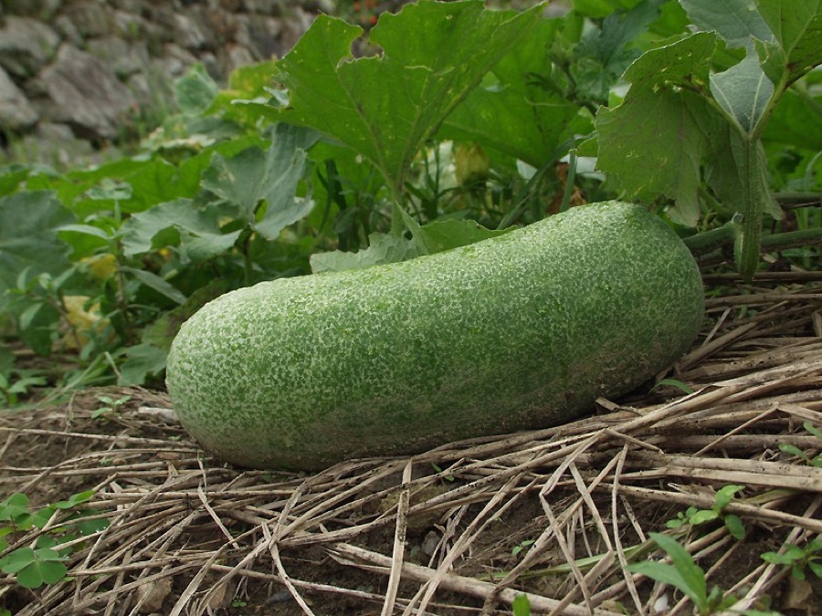 Kushmanda — Nearly mature fruit of Benincasa hispida (winter melon) (トウガン)
