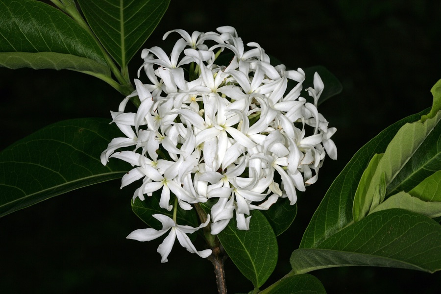 Kutaja — Holarrhena pubescens, flowers; far-eastern outlier of Soutpansberg, bushveld, Gundani, Venda, Limpopo, South Africa