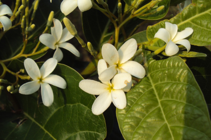 Kutaja — Holarrhena pubescens