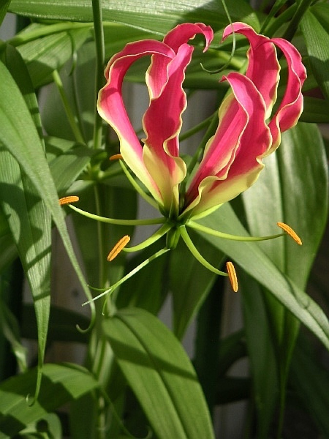 Langali — Gloriosa rothschildiana