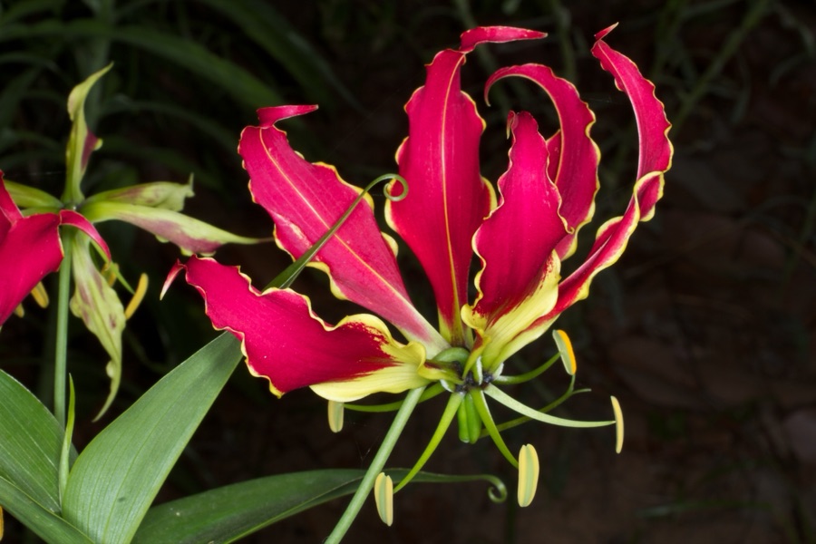 Langali — Gloriosa superba at Mabvuku, Harare, Zimbabwe