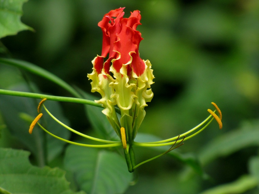 Langali — Gloriosa superba from Koovery