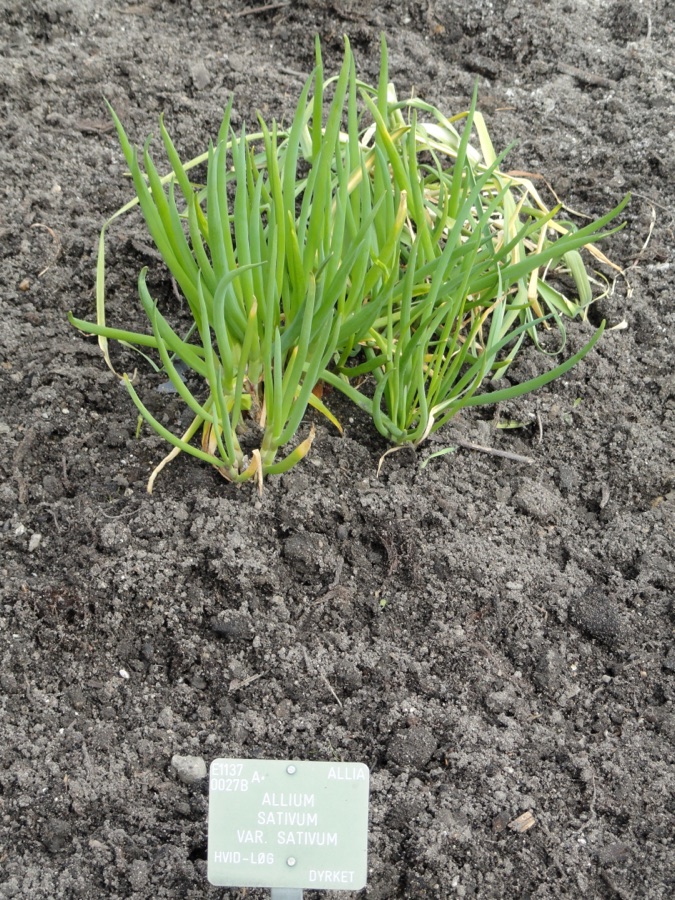 Lashuna — Botanical specimen (labelled Allium sativum var. sativum) in the University of Copenhagen Botanical Garden, Copenhagen, Denmark. This label is incorrect; the variety in question has flat leaves, not tubular leaves. This 