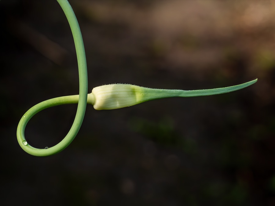 Lashuna — Garlic plant. Focus stack of 9 frames.