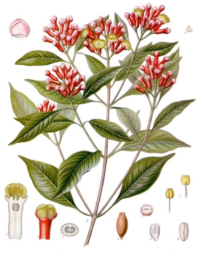 Lavanga — Gewürznelkenbaum. A Blüthenzweig, natürl. Grösse; 1 Blüthenknospe, während des Aufblühens, mit abgehobenen Blumenblättern (links oben), vergrössert; 2 Blüthenknospe im Längsschnitt, desgl.; 3 Staubgefässe von verschieden