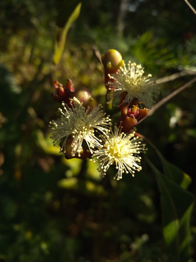 Lavanga — Cloves in Central Java, Indonesia