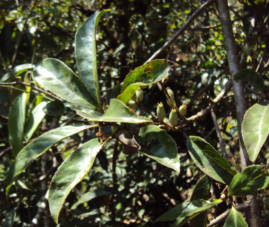 Lodhra — Symplocos racemosa