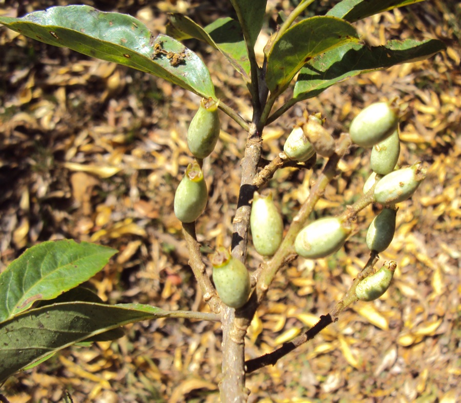 Lodhra — Symplocos Racemosa