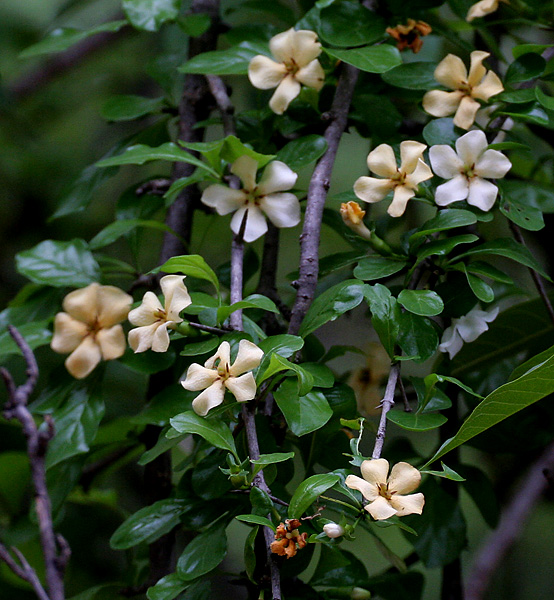 Madanaphala — Catunaregam spinosa syn. Randia dumetorum - Mountain Pomegranate, Spiny Randia, False guava, Thorny Bone-apple, Common emetic nut • Hindi: मैनफल Mainphal • Marathi: घेला Ghela, Khajkanda • Tamil: Madkarai • Malayalam: Karacchulli • Telugu: Marrga • Kannada: Kaarekaayi-gida • Oriya: Patova • Sanskrit: Madanah - in Hyderabad, India.