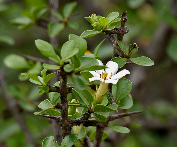 Madanaphala — Catunaregam spinosa - Mountain Pomegranate, Spiny Randia, False guava, Thorny Bone-apple, Common emetic nut • Hindi: मैनफल Mainphal • Marathi: घेला Ghela, Khajkanda • Tamil: Madkarai • Malayalam: Karacchulli • Telugu: Marrga • Kannada: Kaarekaayi-gida • Oriya: Patova • Sanskrit: Madanah in Keesara, Rangareddy district, Andhra Pradesh, India.