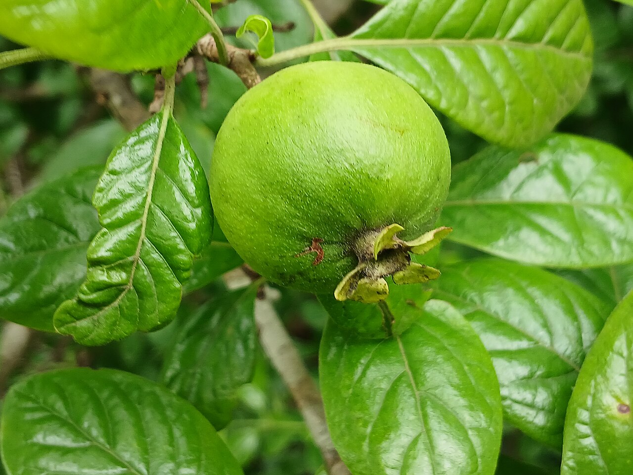 Madanaphala — Catunaregam spinosa