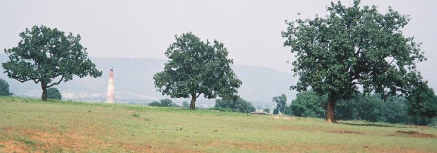 Madhuka — Mahuwa Madhuca longifolia trees in Chhattisgarh state, India