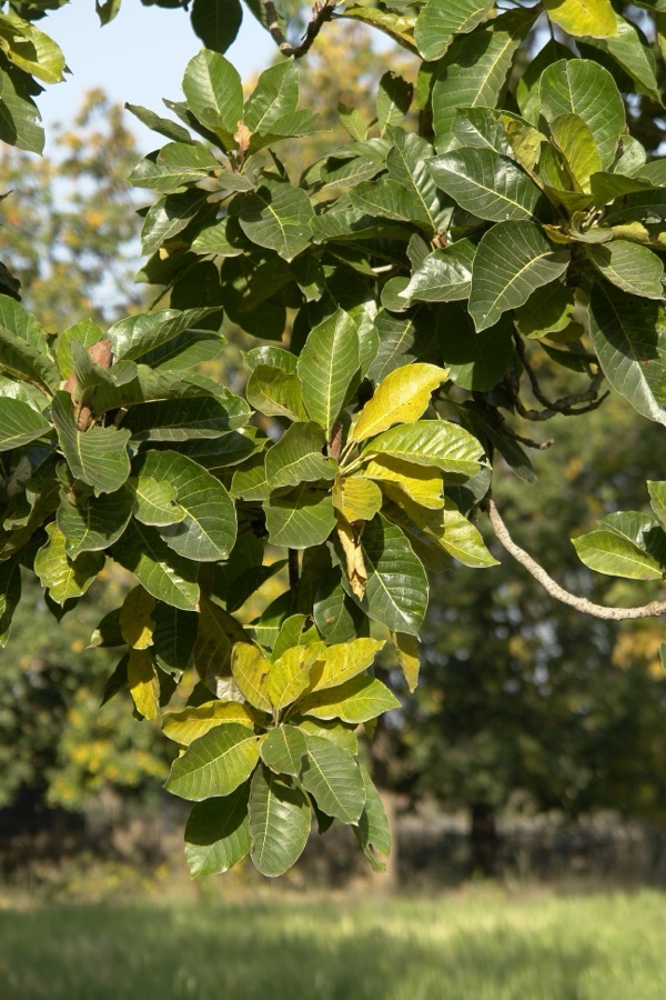 Madhuka — Leaves of mahwa (Madhuca longifolia), Umaria district, Madhya Pradesh, India.