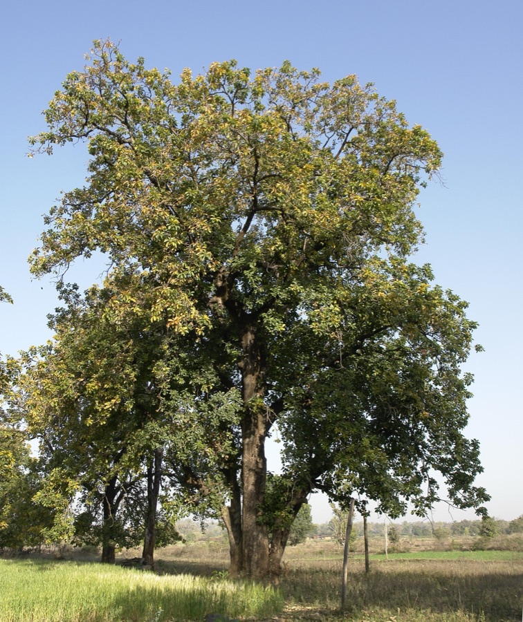 Madhuka — Mahwa tree (Madhuca longifolia), Umaria district, Madhya Pradesh, India.