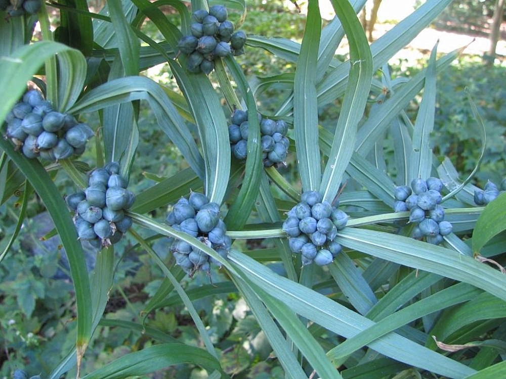 Mahameda — Location taken: The United States National Arboretum, Washington DC. Names: Polygonatum cirrhifolium (Wall.) Royle, King Solomon Seal, Solomons Seal Polygonatum Cirrhifoliu Classification: Plantae > Magnoliophyta > Liliopsida > Asparagales > Asparagaceae > Polygonateae > Polygonatum > Polygonatum cirrhifolium.Liliopsida > Asparagales > Asparagaceae > Polygonateae >