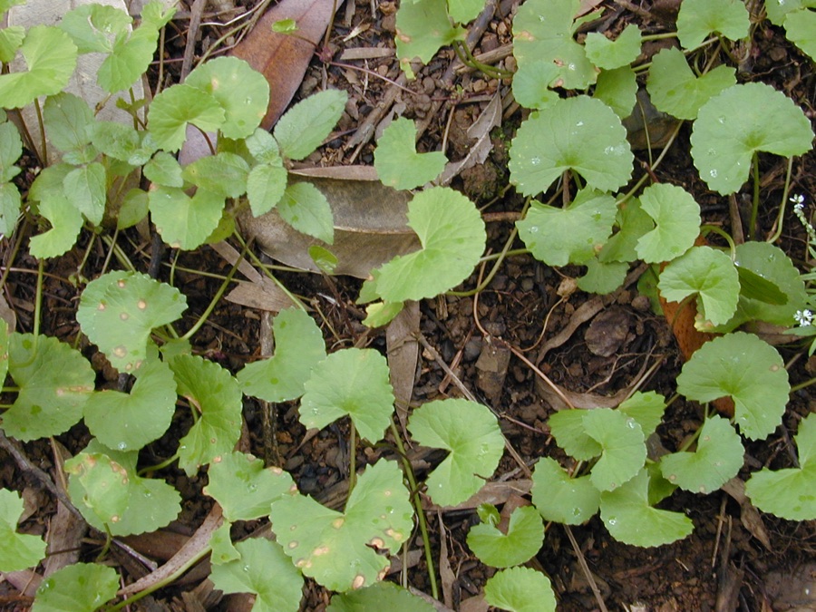 Mandukaparni — Centella asiatica (habit). Location: Maui, Wahinepee