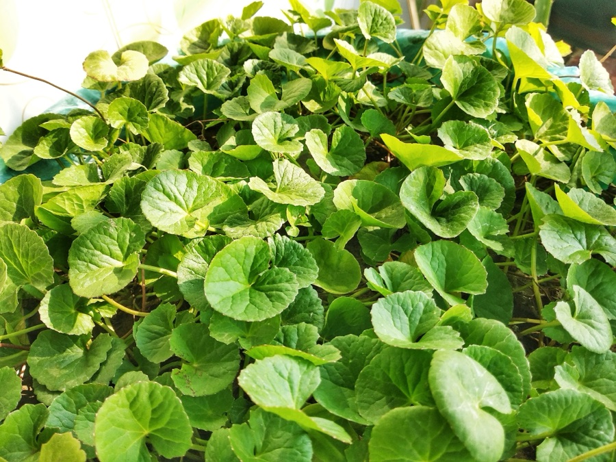 Mandukaparni — Centella asiatica