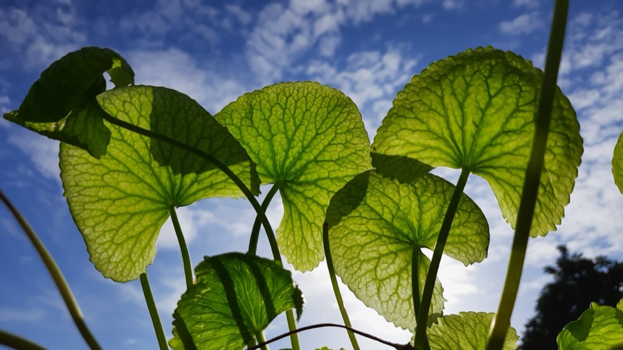 Mandukaparni — Leaves of Centella Asiatica against the sky
