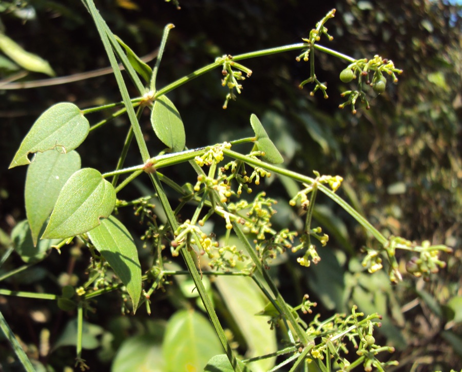 Manjishtha — Rubia cordifolia