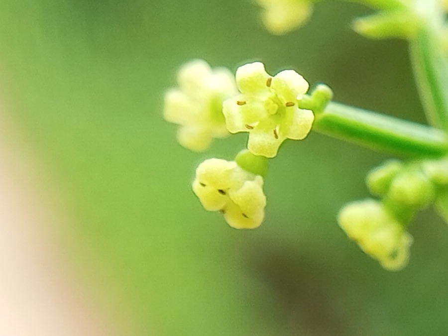Manjishtha — Indian Madder