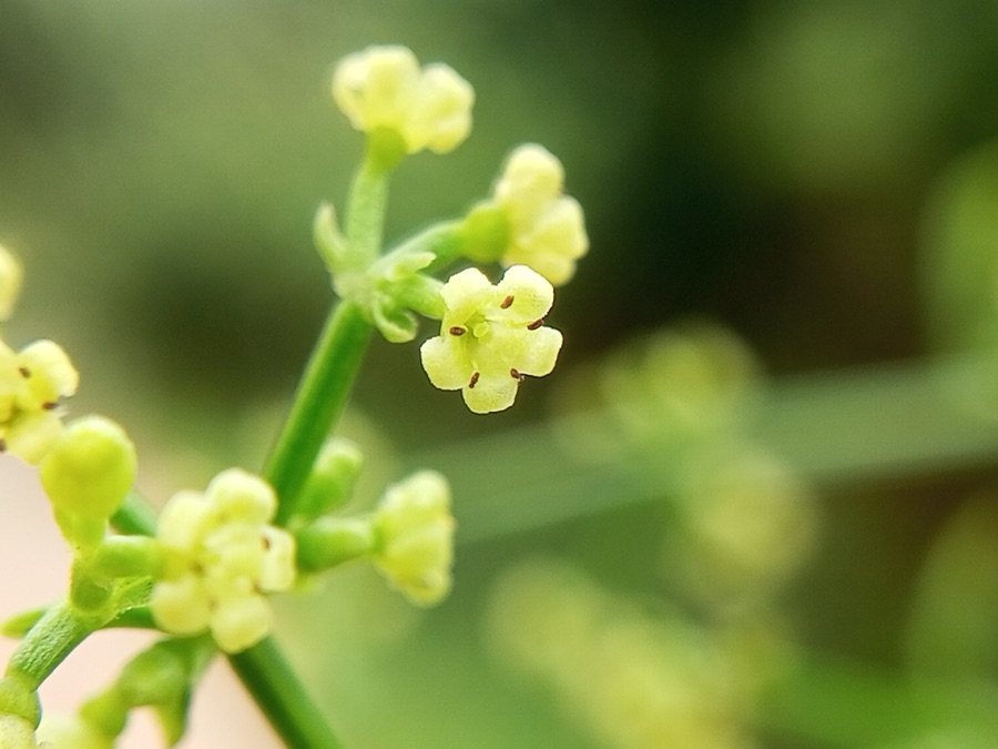 Manjishtha — Indian Madder